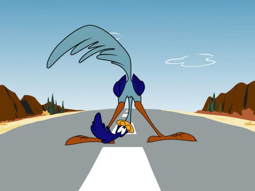 Road Runner on a road