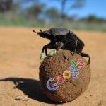 Google Dung Beetle