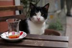 KEDi – What does your cat get up to?