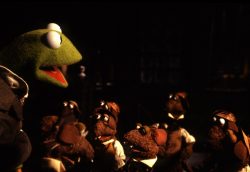 Kermit with Rats | Confusions and Connections