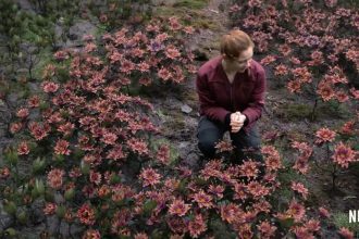 How did the Robinsons get where they are