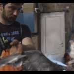 The Islands And The Whales