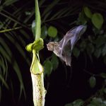 Our Planet - Narrated by Sir David Attenborough is hitting Netflix OURPLANET_LJ_BENMACDONALD