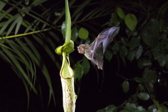 Our Planet – Narrated by Sir David Attenborough is hitting Netflix