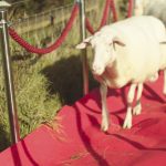 World First Sheep Premiere Held to Celebrate the Release of A Shaun The Sheep Movie: Farmageddon STSMF_Sheep 1