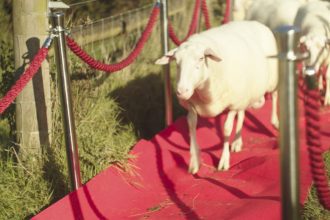 World First Sheep Premiere Held to Celebrate the Release of A Shaun The Sheep Movie: Farmageddon