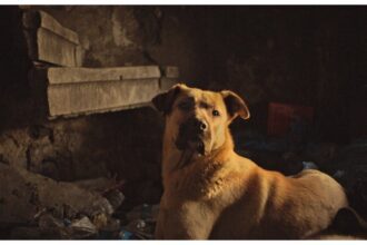 Festival Favourite Stray is coming to UK cinemas soon