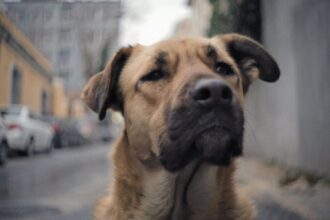 The Strays of Instanbul are coming home