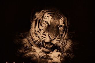 The Indian Tomb is coming home after 100 years