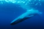 Where is The Loneliest Whale?