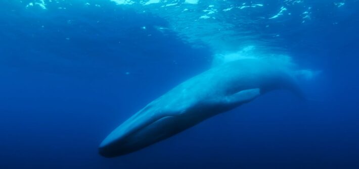 Where is The Loneliest Whale?