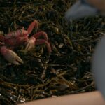 Click to view THE LITTLE MERMAID View image