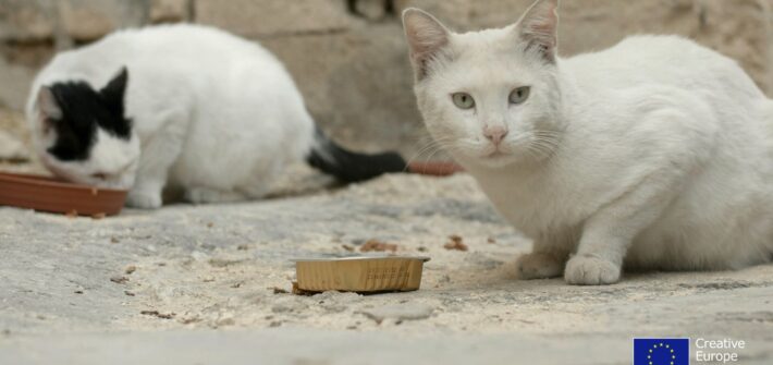 Poster & Trailer revealed on International Cat Day for the heart-warming documentary Cats of Malta