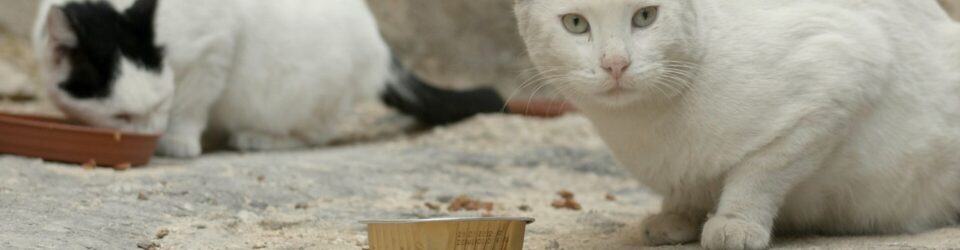 Poster & Trailer revealed on International Cat Day for the heart-warming documentary Cats of Malta