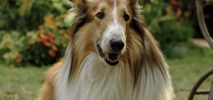 Lassie: A New Adventure heading to UK Cinemas this May