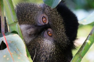 Escape from Extinction: Rewilding – in cinemas nationwide 22 April for World Earth Day