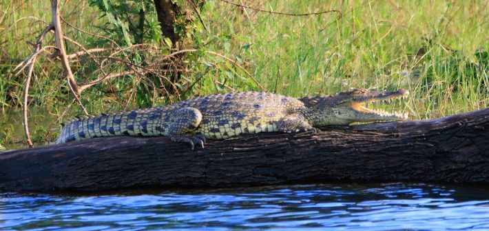 Escape From Extinction: Rewilding