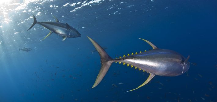 Ocean with David Attenborough