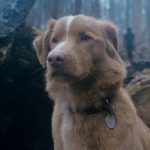 Good Boy - Indy in woods_resize